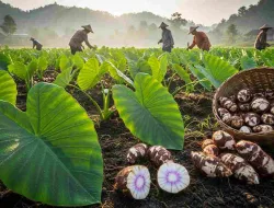 Talas (Colocasia esculenta)! Umbi Yang Kaya Manfaat Dari Tropis