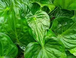 Tanaman Herbal Keladi Tikus (Typhonium flagelliforme) Dan Manfaatnya