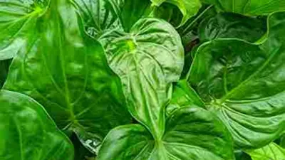 Daun keladi tikus (Typhonium flagelliforme) berwarna hijau segar, tanaman herbal tradisional yang bermanfaat untuk kesehatan dan pengobatan alami