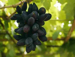 Terbongkar! Rahasia Pupuk Anggur Akademik Yang Bikin Buahnya Lebat Melimpah