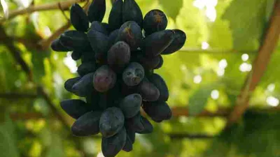 Anggur Akademik berwarna hitam keunguan tumbuh lebat dalam dompolan, hasil perawatan dengan pupuk organik dan penjarangan buah untuk panen melimpah.