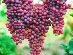 Jenis Anggur Velez: Ciri, Kelebihan, Dan Kekurangannya