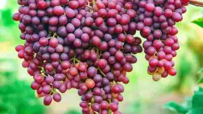 Tips Merawat Tanaman Dan Buah Anggur Velez Agar Optimal