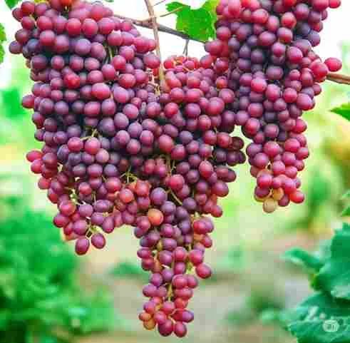 Tips Merawat Tanaman Dan Buah Anggur Velez Agar Optimal