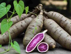 Uwi (Dioscorea Alata) Pangan Lokal Yang Kaya Manfaat