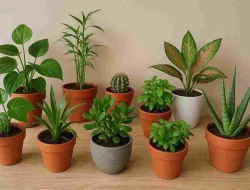 10 TANAMAN HIAS PEMBAWA KEBERUNTUNGAN DI RUMAH