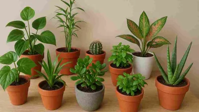 Sepuluh tanaman hias pembawa keberuntungan dalam pot, ditata rapi di atas meja kayu.