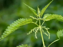 4 Manfaat Daun Jelatang untuk Kesehatan Yang Jarang Diketahui