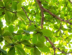 5 Manfaat Daun Ketapang Untuk Kesehatan