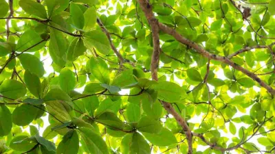 Daun ketapang hijau lebat di pohon Terminalia catappa yang bermanfaat untuk kesehatan.