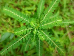 5 Manfaat Daun Meniran Untuk Kesehatan