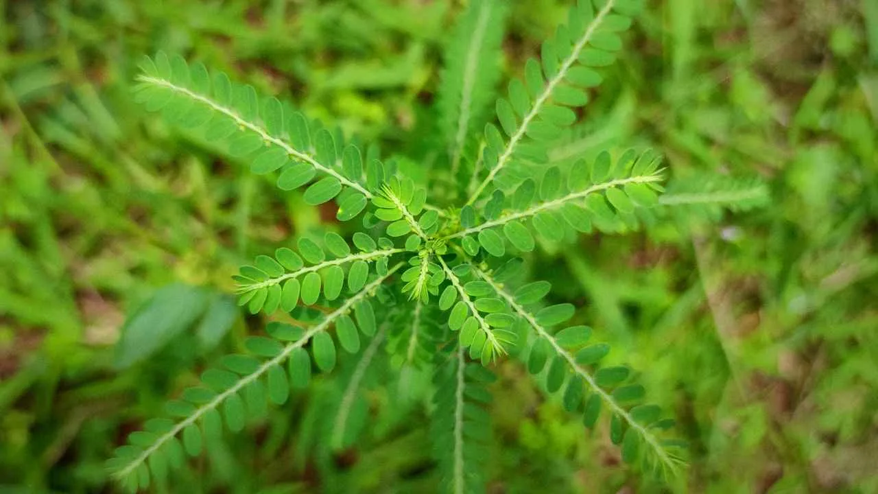 Daun meniran hijau segar (Phyllanthus niruri) tanaman herbal tradisional yang bermanfaat untuk kesehatan tubuh.