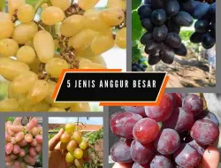 5 Varian Anggur Import Buah Super Besar Yang Cocok Untuk Pemula