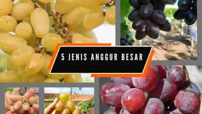 Kumpulan 5 jenis anggur import dengan buah super besar berwarna kuning, merah, dan hitam.