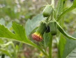 6 Manfaat Daun Sintrong Untuk Kesehatan