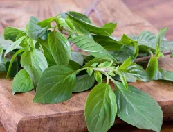 7 Manfaat Daun Kemangi Untuk Kesehatan, Terbukti Ilmiah