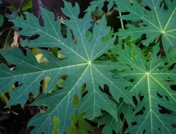 7 Manfaat Daun Pepaya untuk Kesehatan