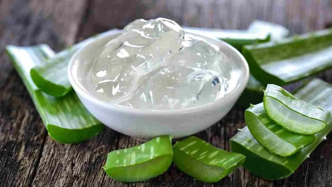 Gel lidah buaya segar dalam mangkuk putih dengan potongan daun aloe vera di atas meja kayu.