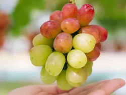 Anggur Basanti: Varietas Genjah & Buah Besar Cocok Untuk Budidaya