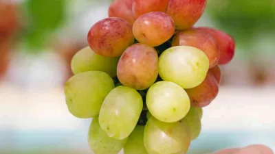 Anggur Basanti: Varietas Genjah & Buah Besar Cocok Untuk Budidaya