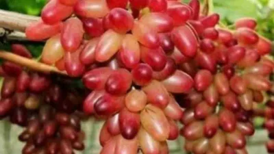 Anggur Manicure Finger berwarna merah panjang dan montok tumbuh lebat di kebun.