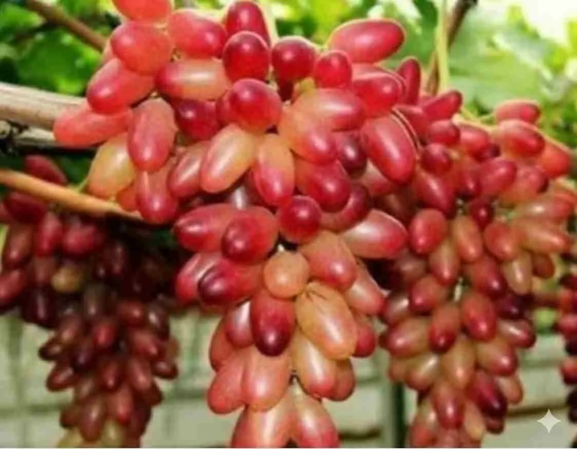 Anggur Manicure Finger berwarna merah panjang dan montok tumbuh lebat di kebun.
