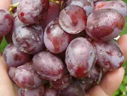 Budidaya Anggur Nizina: Varietas Unggul & Produktif