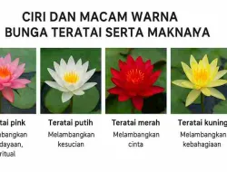 CIRI DAN MACAM WARNA BUNGA TERATAI SERTA MAKNANYA