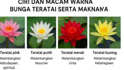Empat macam warna bunga teratai: pink, putih, merah, dan kuning beserta makna filosofinya.