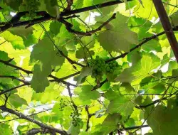 Cara Membesarkan Batang Anggur Kurus Jadi Gendut Kembali