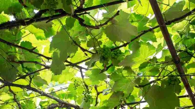Batang pohon anggur dengan daun rimbun dan tunas sehat di bawah atap pelindung