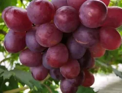 Cara Membuahkan Anggur Everest Usia 5 Bulan Pertama Kali Dengan Mudah