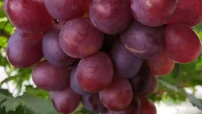 Buah anggur Everest berwarna merah keunguan dengan ukuran besar dan tampak segar di pohon