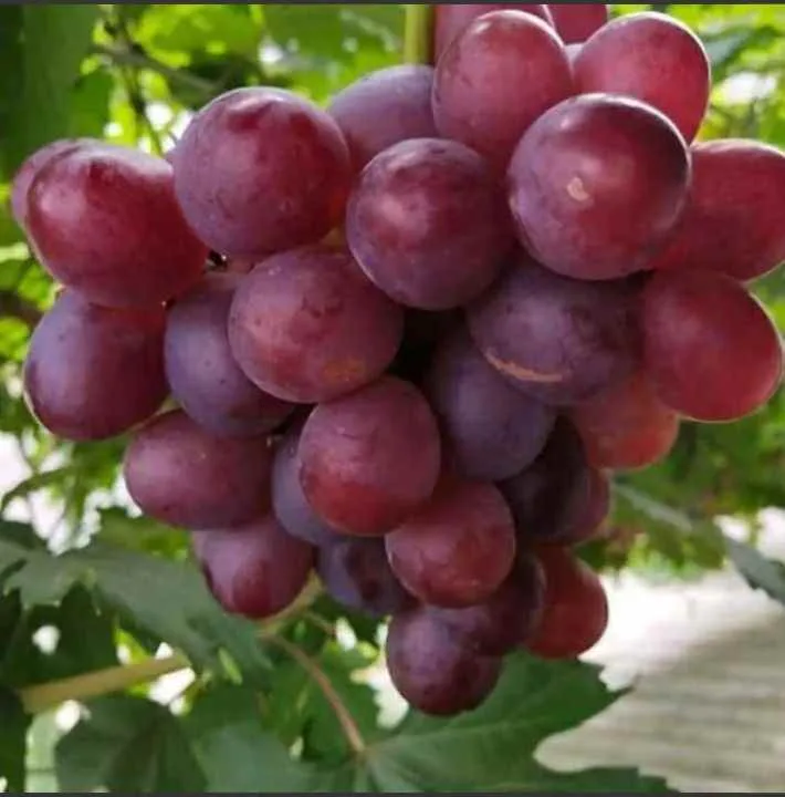 Buah anggur Everest berwarna merah keunguan dengan ukuran besar dan tampak segar di pohon