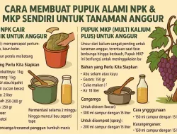 Cara Membuat Pupuk Alami NPK & MKP Sendiri Untuk Tanaman Anggur
