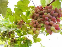 Cara Membuat Tanaman Anggur Cepat Berbuah Dalam Waktu 7 Bulan