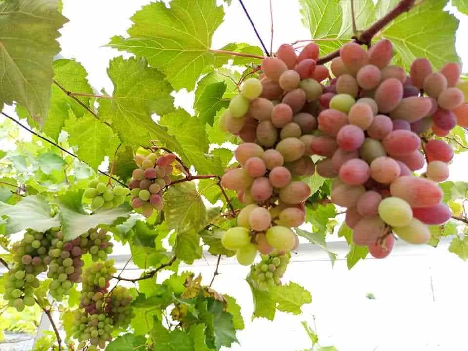 Tanaman anggur dengan dompolan buah berwarna hijau dan merah yang tumbuh subur di kebun.