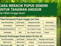 Cara Meracik Pupuk Anggur Dari Bibit Hingga Buah