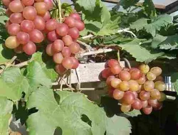 Cara Merawat Anggur Anyuta Agar Cepat Berbuah Lebat