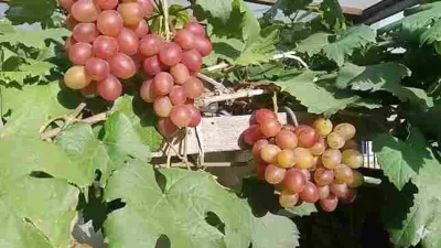 Cara Merawat Anggur Anyuta Agar Cepat Berbuah Lebat