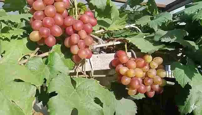 "Tandan anggur Anyuta berwarna merah segar yang tumbuh subur di kebun dengan daun hijau lebat."