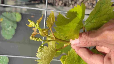 Tunas pohon anggur dengan bakal bunga yang mulai muncul, tanda pohon siap dibuahkan.