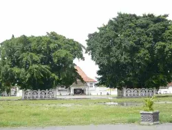 Filosofi & Sejarah Pohon Beringin Di Alun-Alun Utara Keraton Yogyakarta  