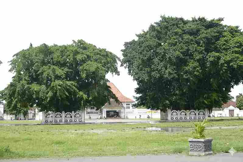 Sepasang pohon beringin Ringin Kurung di Alun-Alun Utara Keraton Yogyakarta.