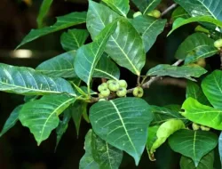 Manfaat Daun Awar-Awar Untuk Kesehatan