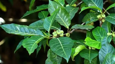 Daun awar-awar (Ficus septica), tanaman herbal liar dengan manfaat kesehatan.