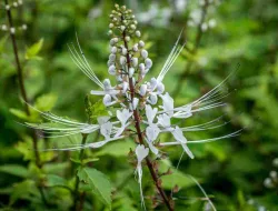 Manfaat Daun Kumis Kucing Untuk Kesehatan Dan Cara Konsumsi