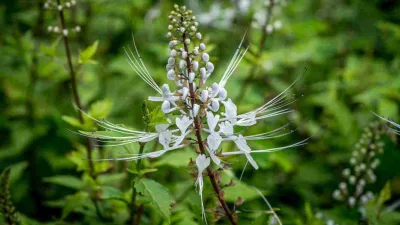 Bunga dan daun kumis kucing (Orthosiphon aristatus) tanaman herbal alami.