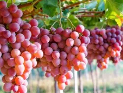 Panduan Lengkap Anggur Berbuah Cepat Di Rumah