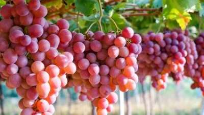 “Buah anggur merah yang tumbuh lebat setelah perawatan dan pemangkasan”